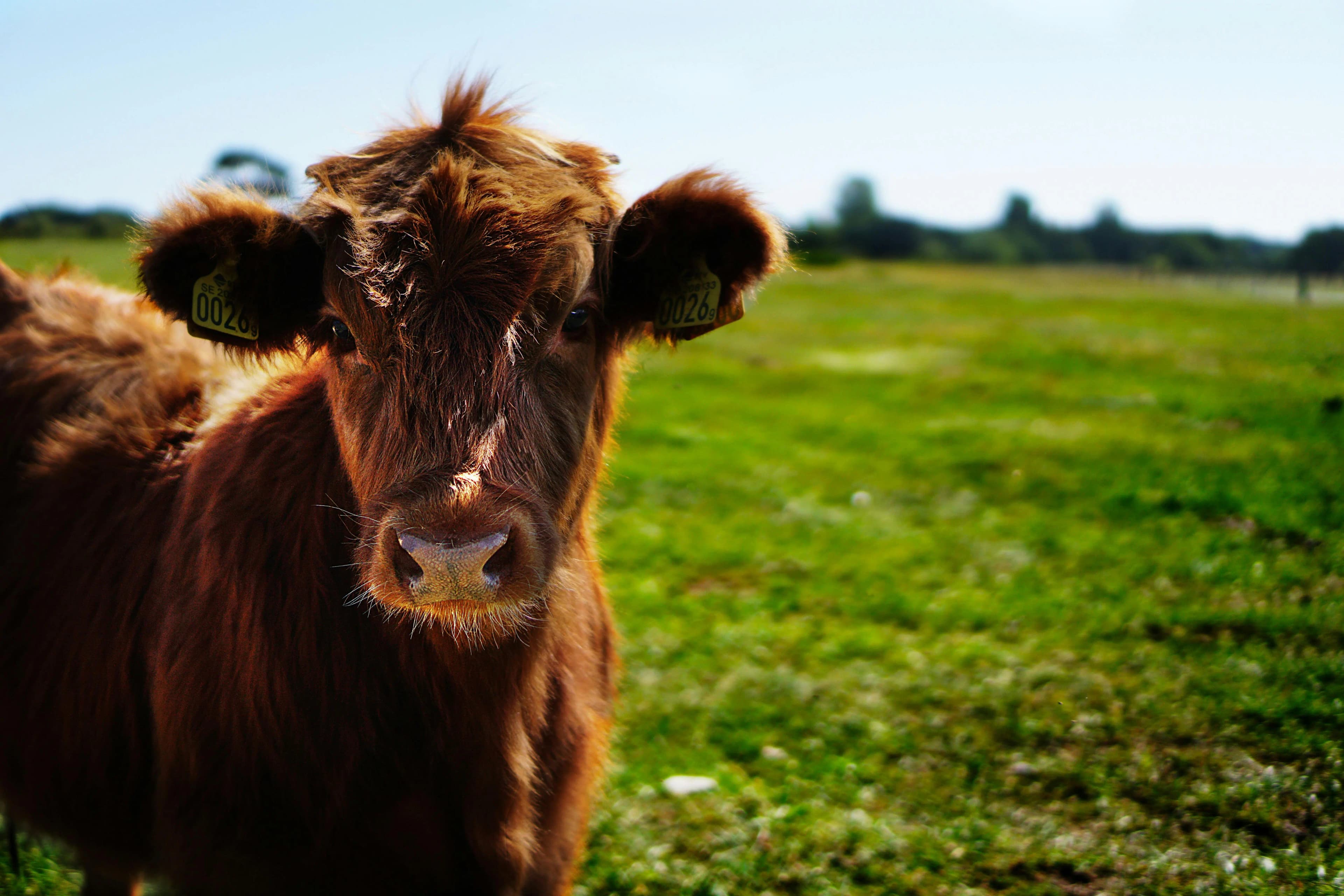 Krushal: Mobile App for Dairy Farmers